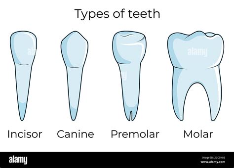 Four Types Of Human Teeth Isolated On White Background Vector