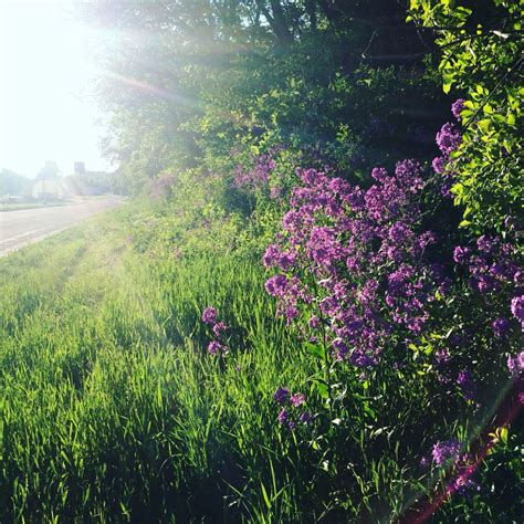 The Golden Hour ~ Lovely Flowers Growing Alongside The Roadway In