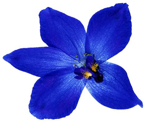 Midnight Blue Orchid by jeanicebartzen27 on DeviantArt & elements in png instant download dailymiracledigitals.