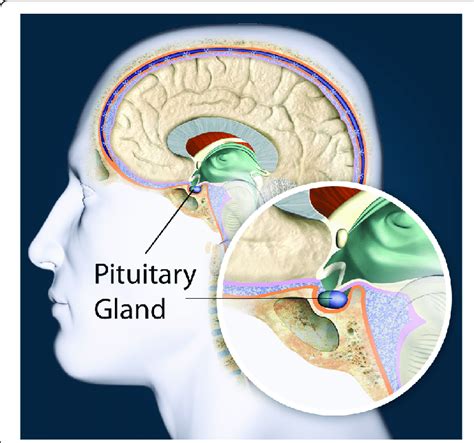 Position Of The Pituitary Gland In The Head With Permission From The