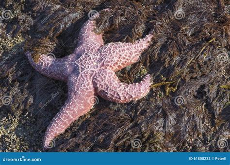 Purple Sea Star Ochre Sea Star Pisaster Ochraceus Stock Photo