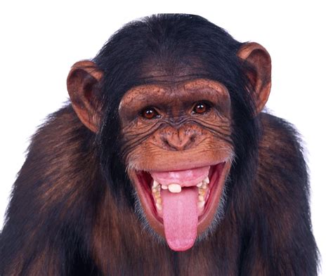 Download Monkey Chimpanzee Ape Png Image High Quality Hq Png Image