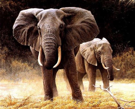 Robert Bateman Animal Paintings Elephant Elephants Photos