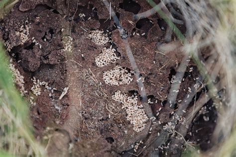 Understanding Ant Colony Structure And Hierarchy Ecoguard
