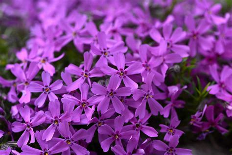 Kirsten Kreutzmann Variegated Ground Cover With Purple Flowers 10