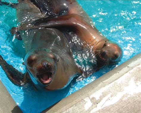 Meet The Patients Marine Mammal Rescue And Rehabilitation Pacific