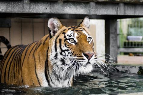 Facebook oficial del club tigres tigres.com.mx. Tigre: il felino in via d'estinzione che sta perdendo i ...