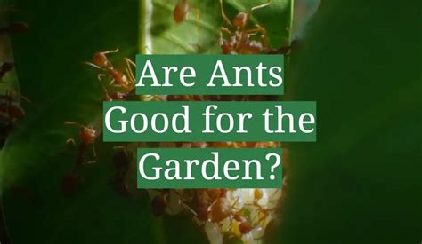 Are Ants Good For The Garden Gardenprofy