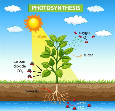 Diagram Showing Process Of Photosynthesis In Plant 2189173 Vector Art
