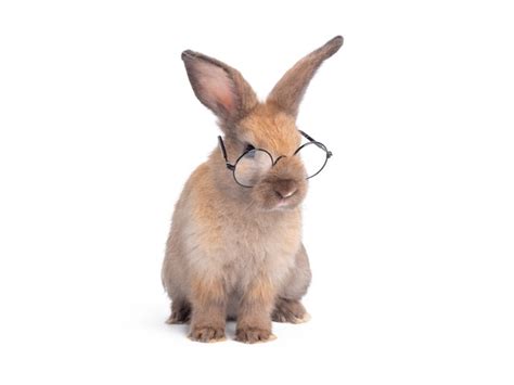 Premium Photo Red Brown Cute Rabbit Wearing Glasses Sitting Isolated
