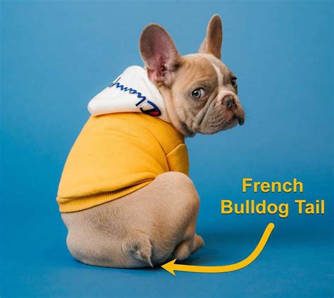 Does the french bulldog have a tail? The French Bulldog Tail: Is Their Tail Natural Or Cropped?