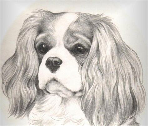 Everything About Cavalier King Charles Spaniel And Kids Caval