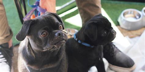 Little Black Pug Cafe Mount Gravatt Cafe The Weekend Edition