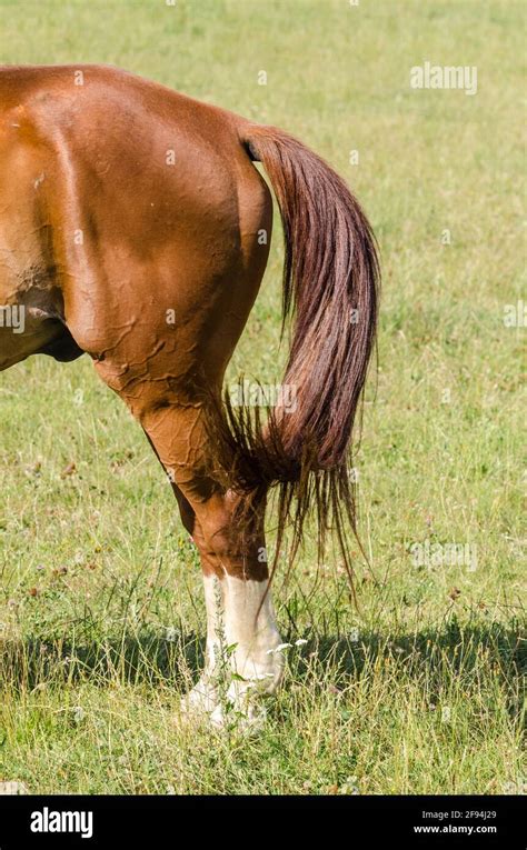 Horse Standing On Hind Legs Hi Res Stock Photography And Images Alamy