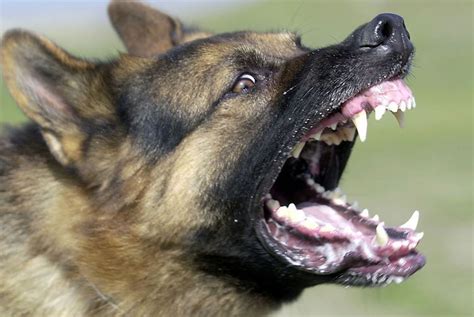 Use These 12 Tips To Prevent Fear Aggression In Dogs Aggressive Dog