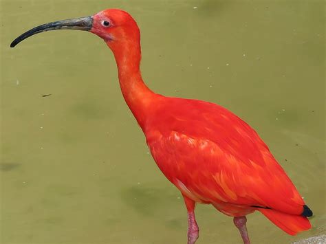 Scarlet Ibis Wallpapers Animals Town