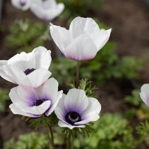 Anemone Blue White Floret Flower Farm