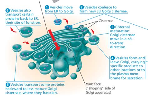 What Is The Function Of The Golgi Apparatus 99science