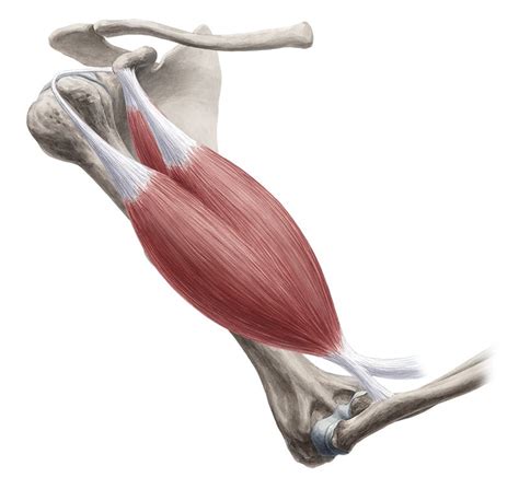 Way to name your song almost the same thing as your band. First look at bones and muscles (Anatomy) - Study Guide | Kenhub