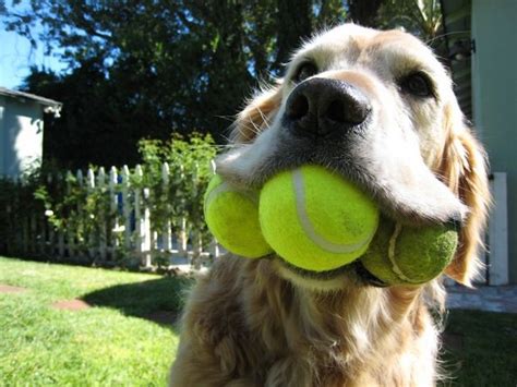 Fun Pictures Of Dogs And Tennis Balls