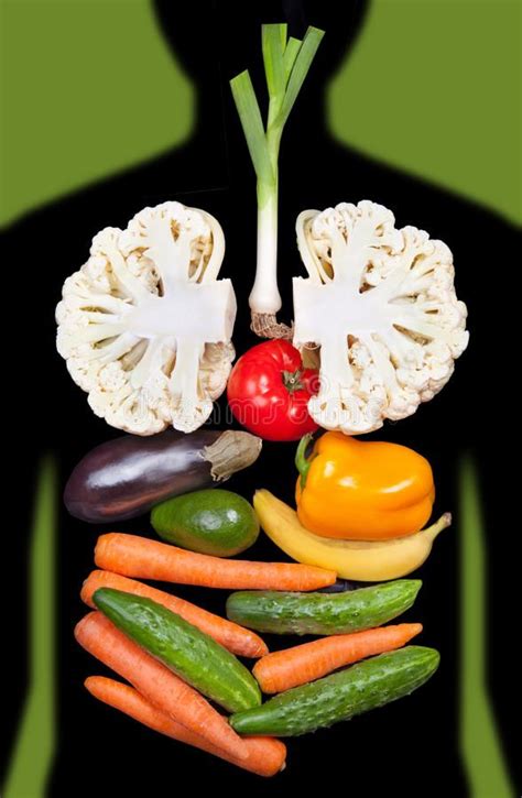Human Internal Organs Lined With Vegetables Human Internal Organs