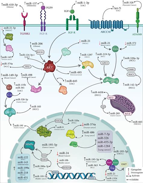 regulation of mirnas and their targets by propofol in different download scientific diagram