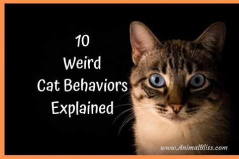 10 Weird Cat Behaviors Explained Is Your Cat Okay Probably
