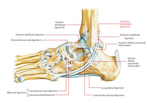 Anterior And Posterior Tibiofibular Ligaments