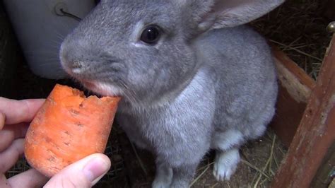 Feeding Cute Bunny Rabbit With Baby Bunny Rabbits Youtube