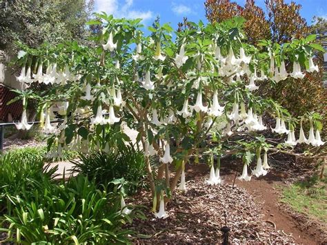Drama Design And A Little Danger In One Plant Try Angels Trumpet