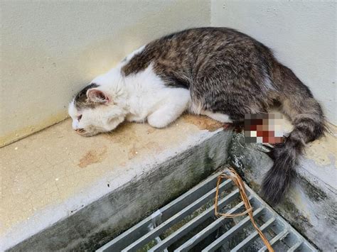 Man Finds Bleeding Cat In Sengkang And Calls Spca Hopes Owner Will