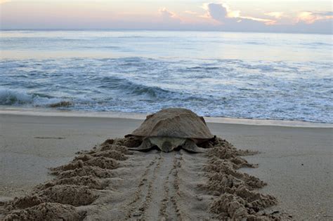 Dont Miss A 2023 Florida Sea Turtle Walk Authentic Florida