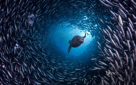 Deep Sea Fish Bing Wallpaper Preview