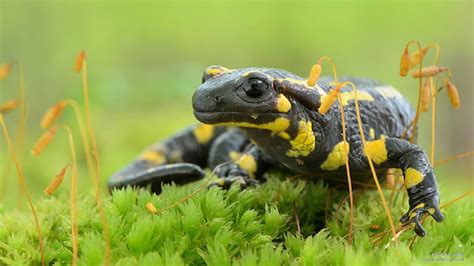 5 Salamander Facts Where Do Salamanders Live Are Salamanders