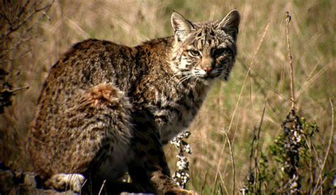 Amazing Facts About The Bobcat Onekindplanet Animal