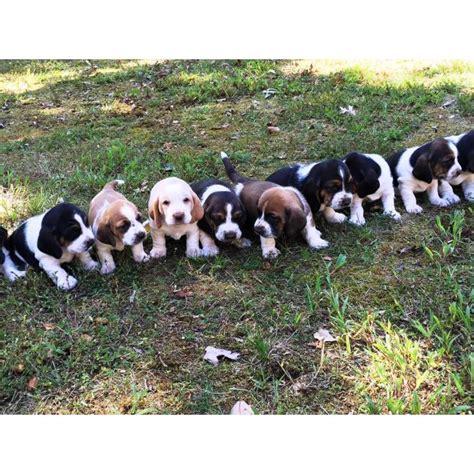 We did not find results for: basset hound puppies for sale 6 males 4 females in Atlanta, Georgia - Puppies for Sale Near Me