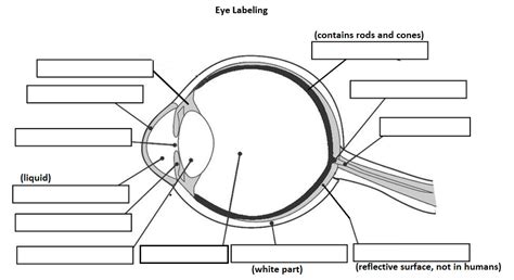 Cow Eye Dissection And Parts Of The Eye Diagram Quizlet