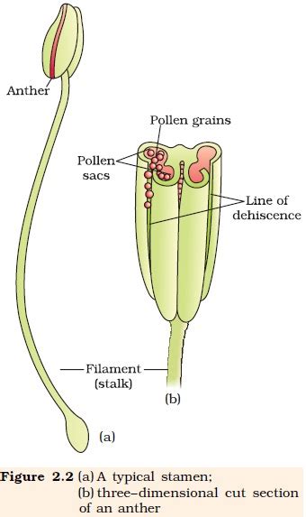 Draw A Labelled Diagram Of Pollen Grain Biology Sexual Reproduction