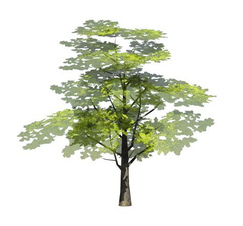 Architectural Graphics Imp For Presentation Trees Landscape Ii