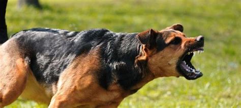 Maryland Dog Bite Liability And Negligence Zirkin And Schmerling