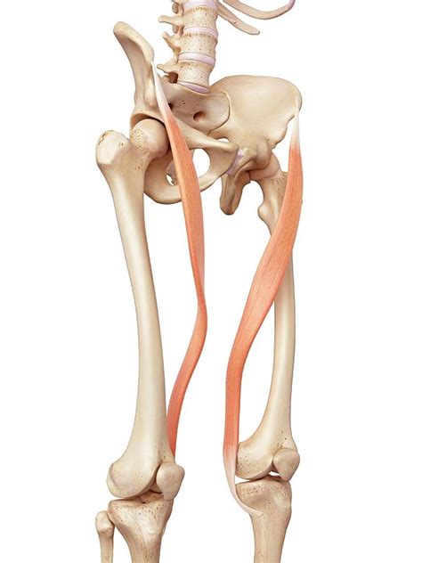 Human Muscles Of Leg Photograph By Sebastian Kaulitzkiscience Photo