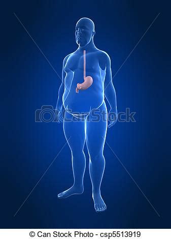 Overweight Male Stomach 3d Rendered Illustration Of A Transparency