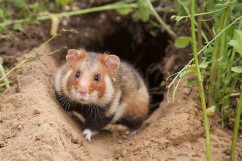 Hamster Umfangreiche Infos Zu Den Beliebten Haustieren Das Tierlexikon