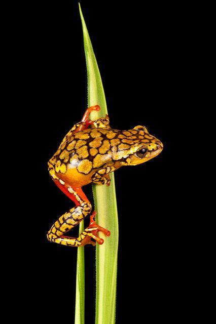 Pin By Ellen Bounds On My Mama Loved Frogs Amphibians Reptiles Pet