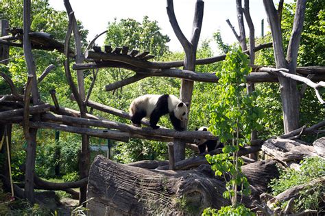 Pandas Im Zoo Schönbrunn Wien Flickr Photo Sharing