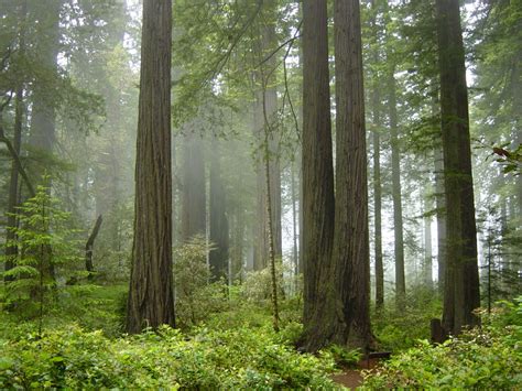 Redwood Trees Reveal History Of West Coast Rain Fog Ocean Conditions