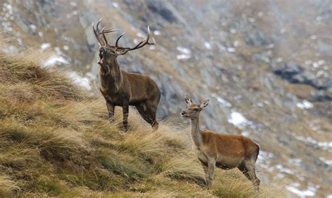 Osserva Gli Animali Del Bosco Nella Natura Selvaggia Del Trentino