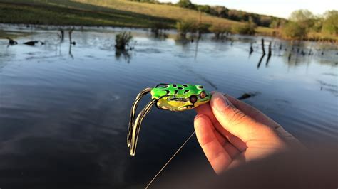 Topwater Frog Fishing In Texas Youtube
