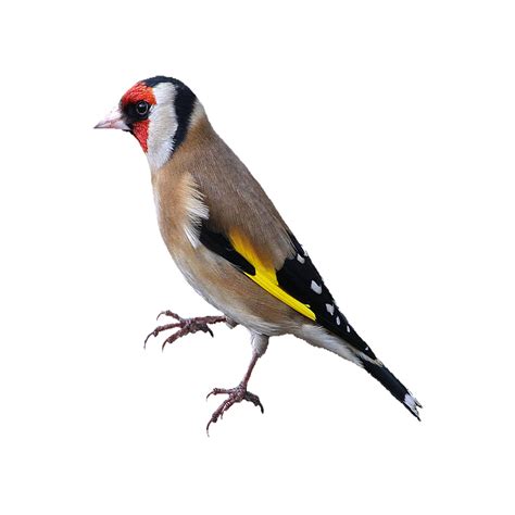Goldfinch Png Images Transparent Hd Photo Clipart Photo Clipart