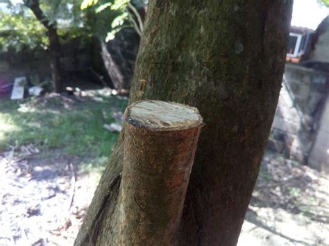 Check spelling or type a new query. Bark Grafting Scion on Mango Branch | ronangelo